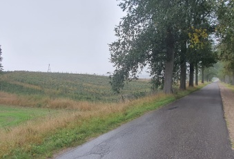Działka 0,9h, świerk srebrny/pospolity 80-120 cm