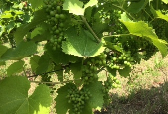 Dom na sprzedaż w Dynów   o powierzchni 160 mkw