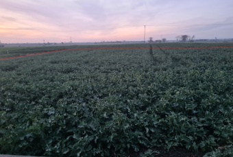 Dom na sprzedaż w Żychlin  Sannicka o powierzchni 100 mkw