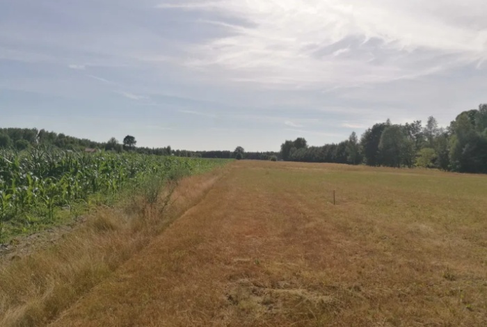 Działka na sprzedaż w Grabów nad Pilicą Brzozówka Wyborów 19h o powierzchni 1000 mkw