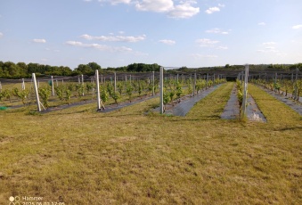 Działka na sprzedaż w Trzcińsko-Zdrój  Tchórzono  działka  8/5 o powierzchni 12500 mkw