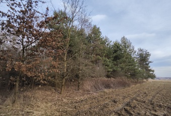 Działka 3000m2 Wielopole, gm. Olesno 