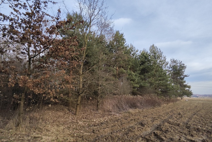 Działka na sprzedaż w Olesno Wielopole  o powierzchni 3000 mkw