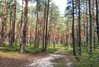 Działka w lesie, Żarki Letnisko, woj. Śląskie