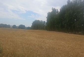 działka budowlano-rolna w Paniówkach