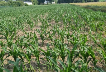 Sprzedam działkę bezpośrednio od właściciela!