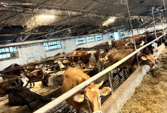 Kupię gospodarstwo rolne o profilu mlecznym