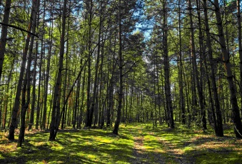 Działka budowlana w lesie z WZ pod dom 7900m