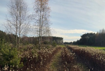 1150 m² Kruczy Borek 500m do Narwi. Prąd i woda
