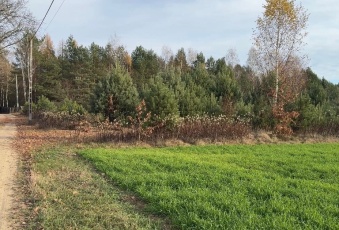 Działka Kruczy Borek Narwia bezpośrednio